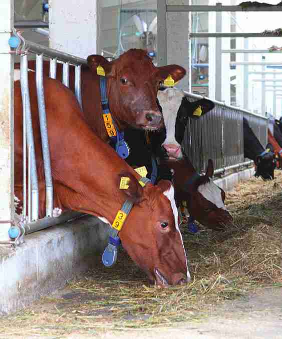 Žemės ūkio ir maisto pramonės pažanga stulbinama, bet vartotojui naudos nedaug