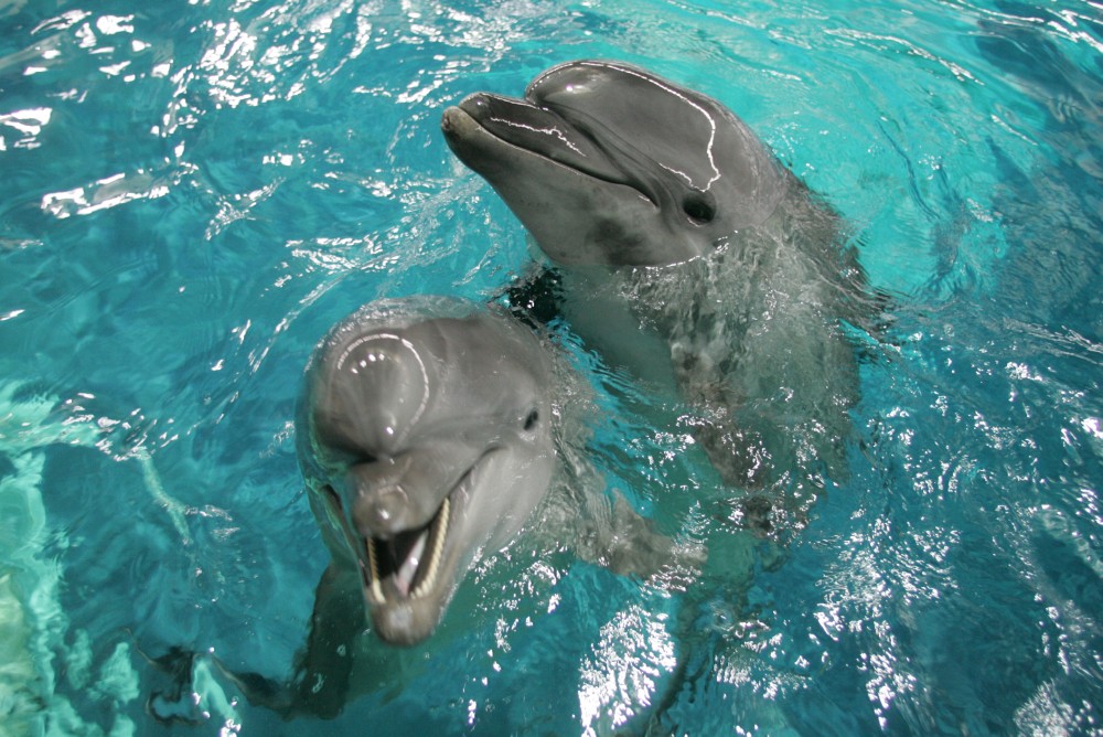 Delfinai grįš, kai bus baigtas delfinariumo remontas