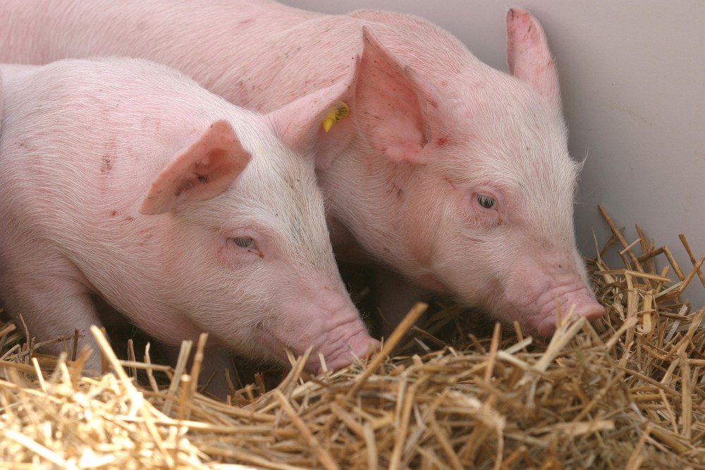 Kiaulių maro virusas - lietuviškas