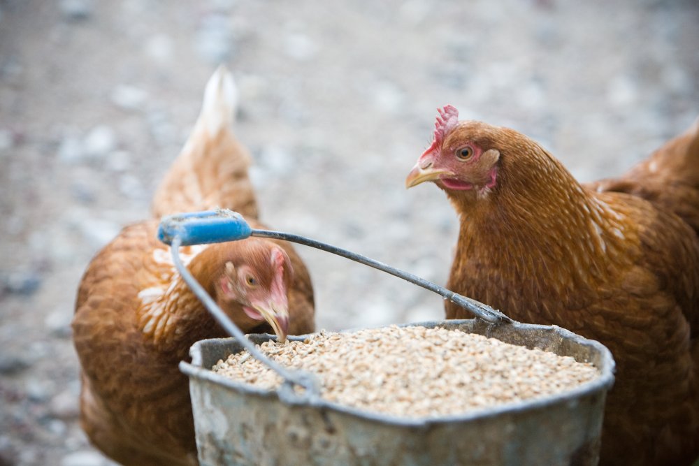 Laikinai sustabdyta "Girelės paukštyno" veikla