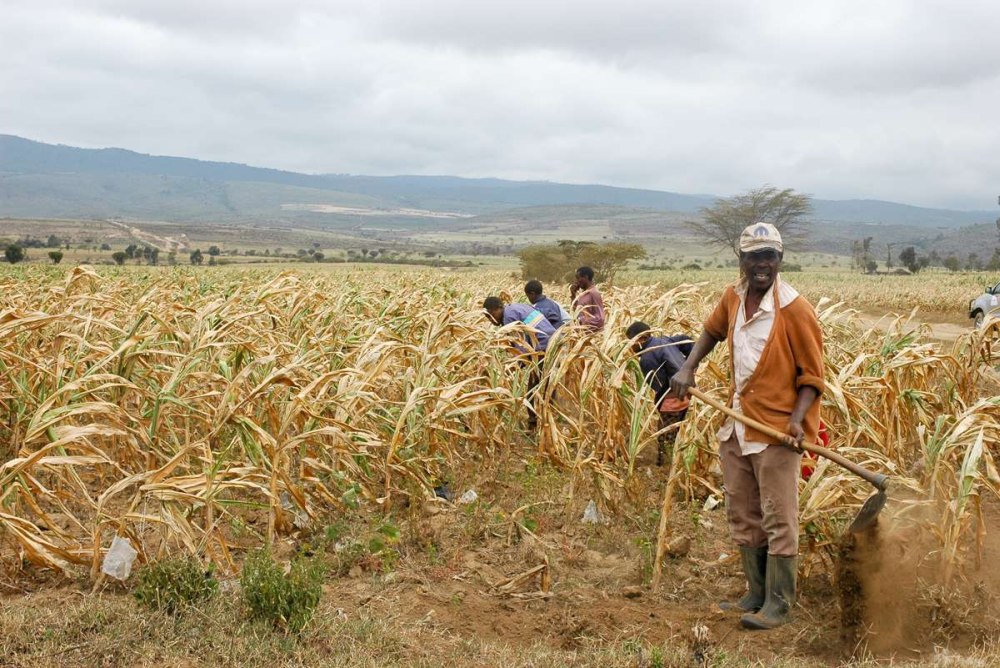 Maisto prekių kainos artėja prie piko