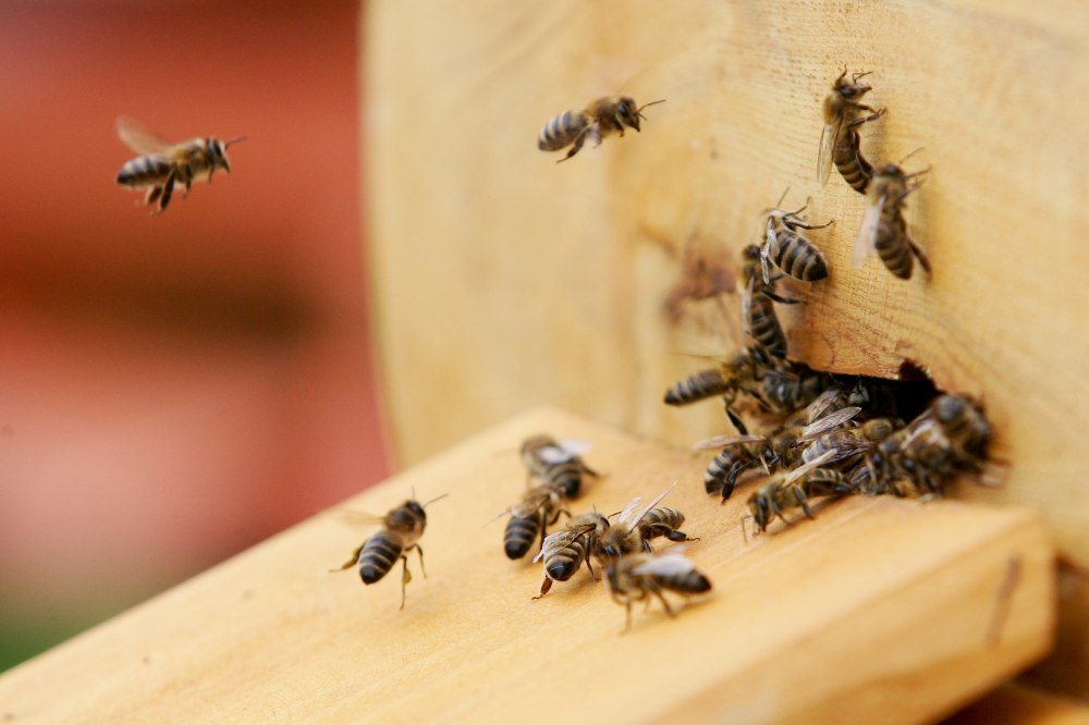 Dėl škvalo suaktyvėję vabzdžiai dažniau puola gyventojus