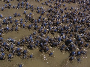 crabs1