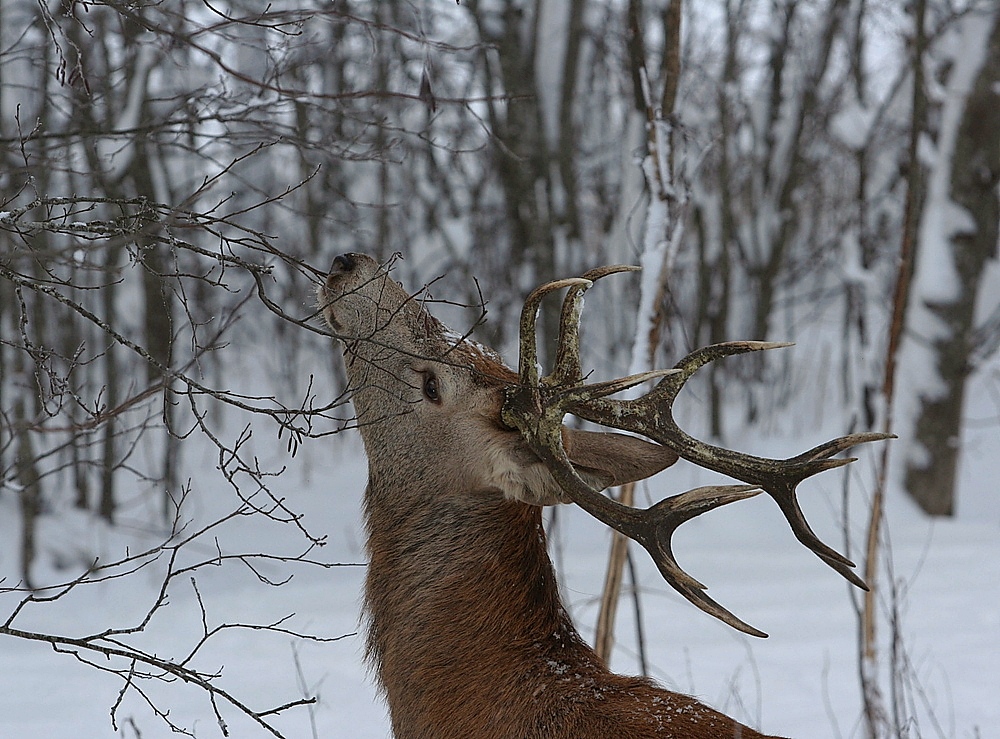 Elnius žymės atšvaitais