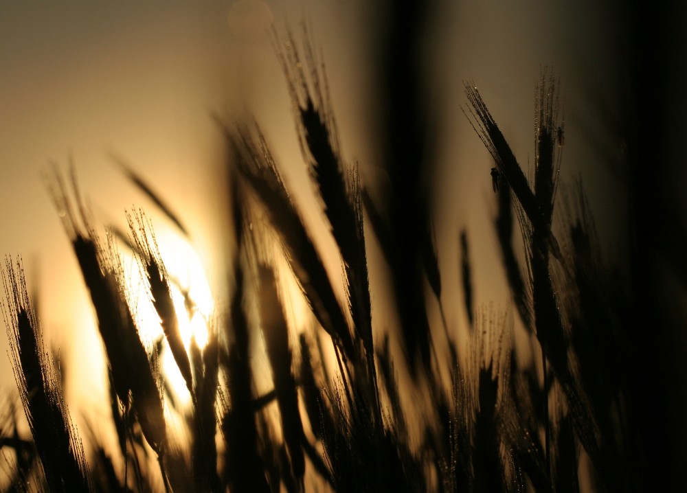 Grūdų supirkėjai nebeteiks kreditų 