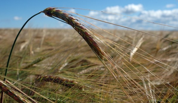 Grūdų kainas lems klimatas ir Rusijos sprendimas 