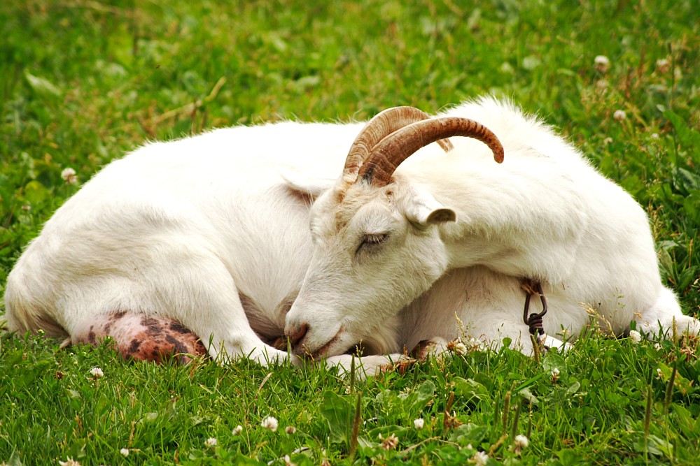 Lenkijoje ožkytė suėdė šeimininko atlyginimą