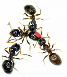 skruzdes